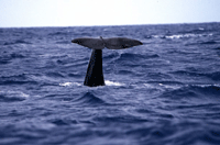 Imagen de "Lost" en las Azores