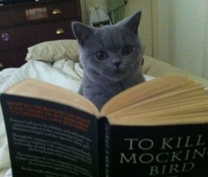 cat-reading