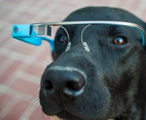 google glass dog